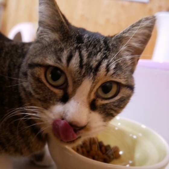 フードを食べるキジトラ猫