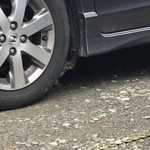 保護された日のボンくん