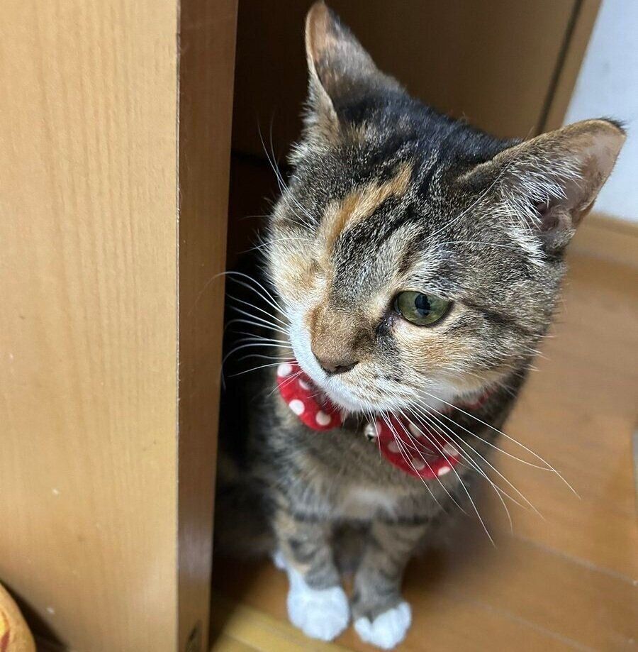 ひょっこりとのぞく銀ちゃん