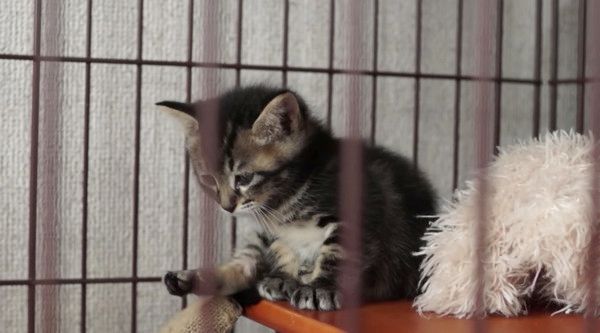 ウトウトする子猫