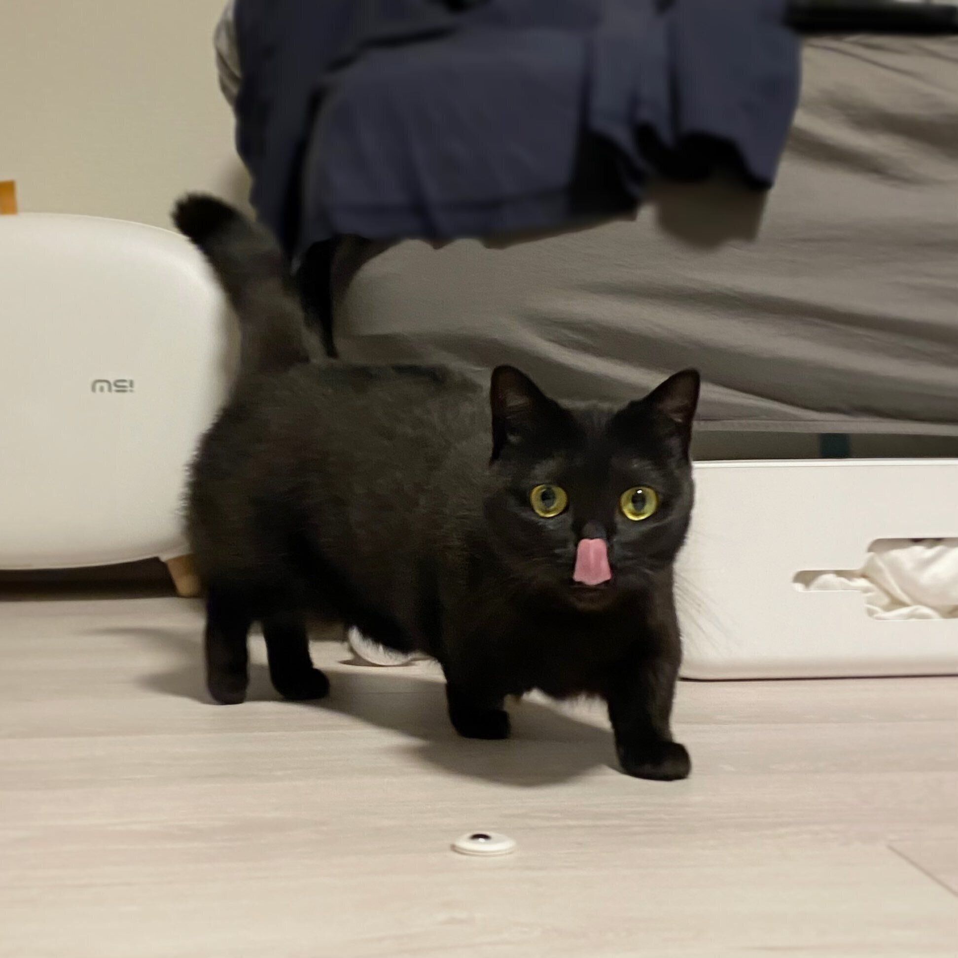 舌をペロッとするハーブちゃん