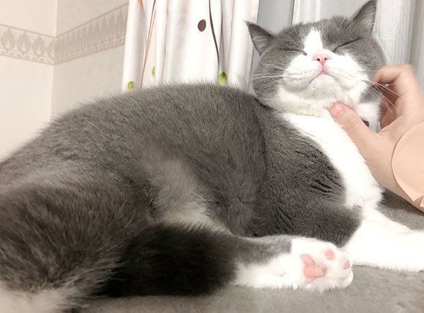 撫でられてご満悦のひのでくん