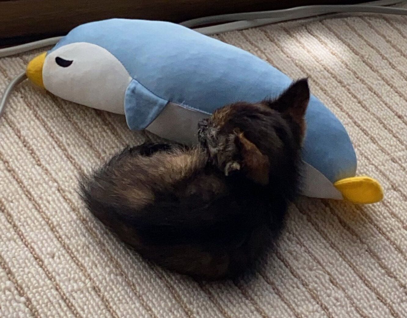 保護して2〜3日後のまるちゃん