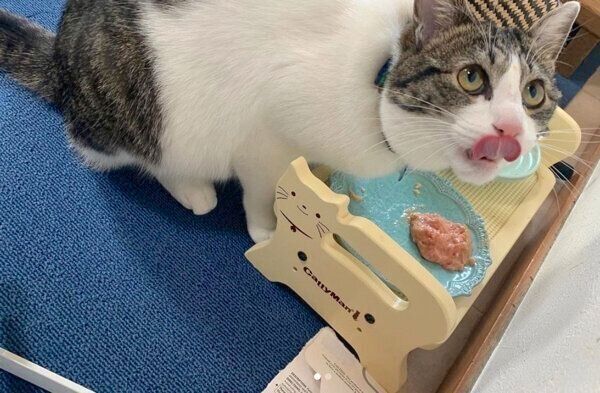 ごはんを食べるコタツくん