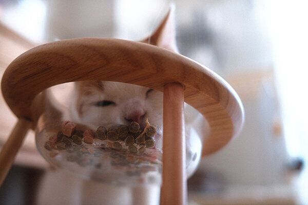 ごはんを食べるこなつくん