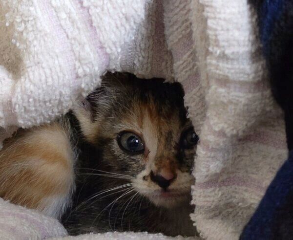 タオルにくるまれたるるちゃん