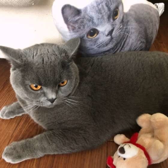 くつろぐブリティッシュショートヘア