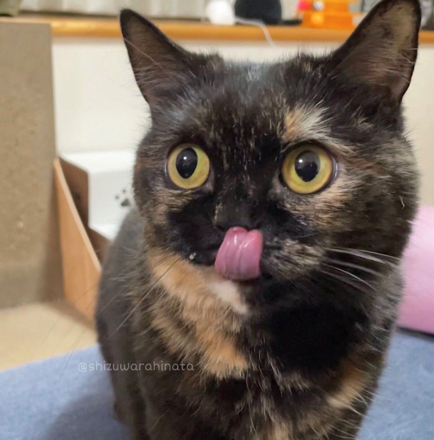 舌をぺろっとするしずくちゃん