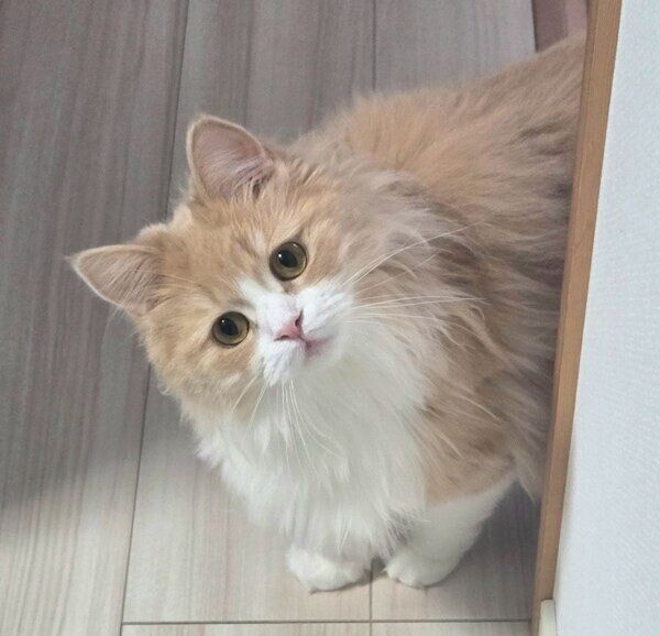 ゴハンの様子をチェックするマシュちゃん