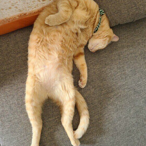 ヘソ天する茶トラ