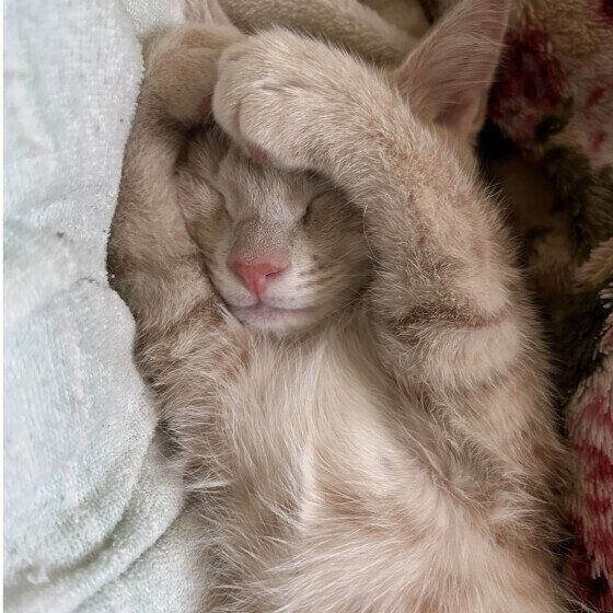 まったり中のみるちゃん