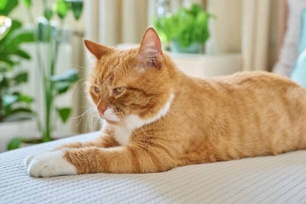 ベッドにいる猫