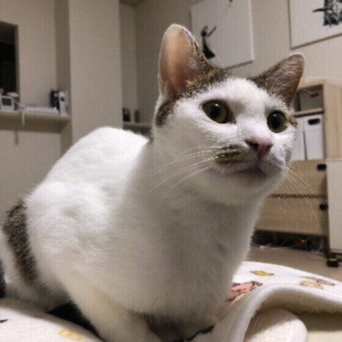 キジトラの猫 他の柄との違いを専門家が解説 キジトラ猫の性格は ねこのきもちweb Magazine キジトラの猫 他の柄との違いを専門家が解説 キジトラ猫の性格は ねこのきもちweb Magazine