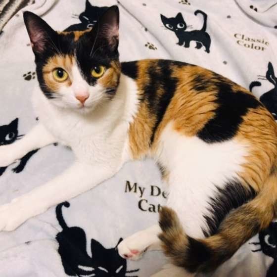 カメラ目線な三毛猫