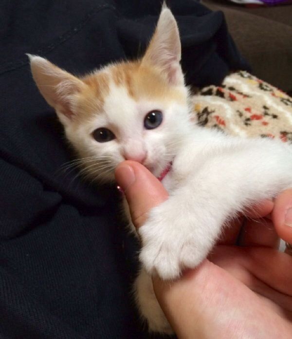飼い主さんの手にくっつくむぎちゃん