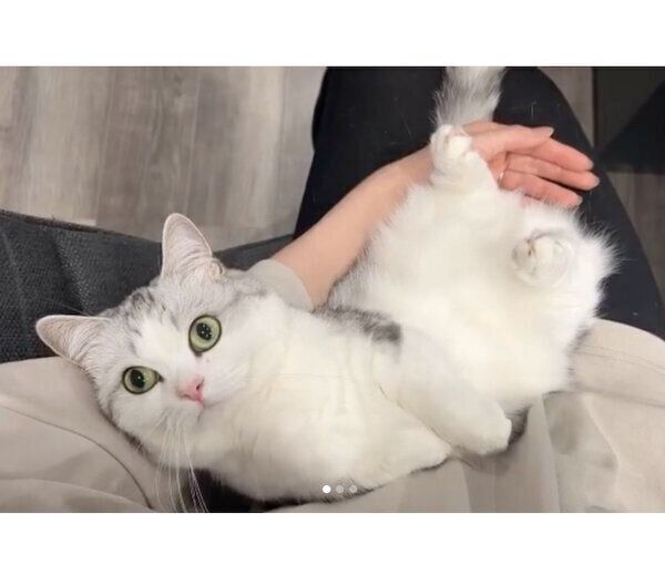 飼い主さんに甘えるつなちゃん