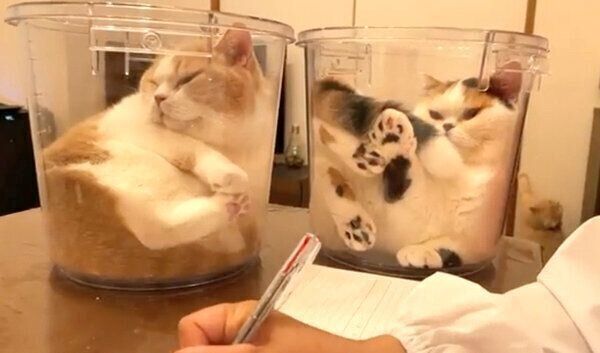 バケツの中に入るてんぷらくん、あんみつちゃん