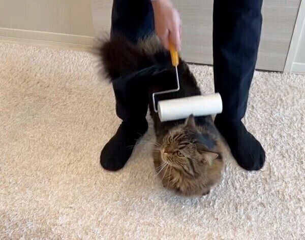 コロコロが好きなアーサーくん