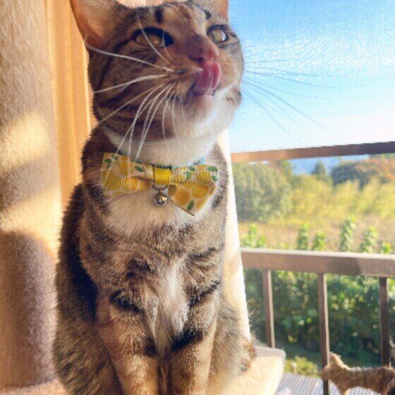 MIXミケの茶々ちゃん