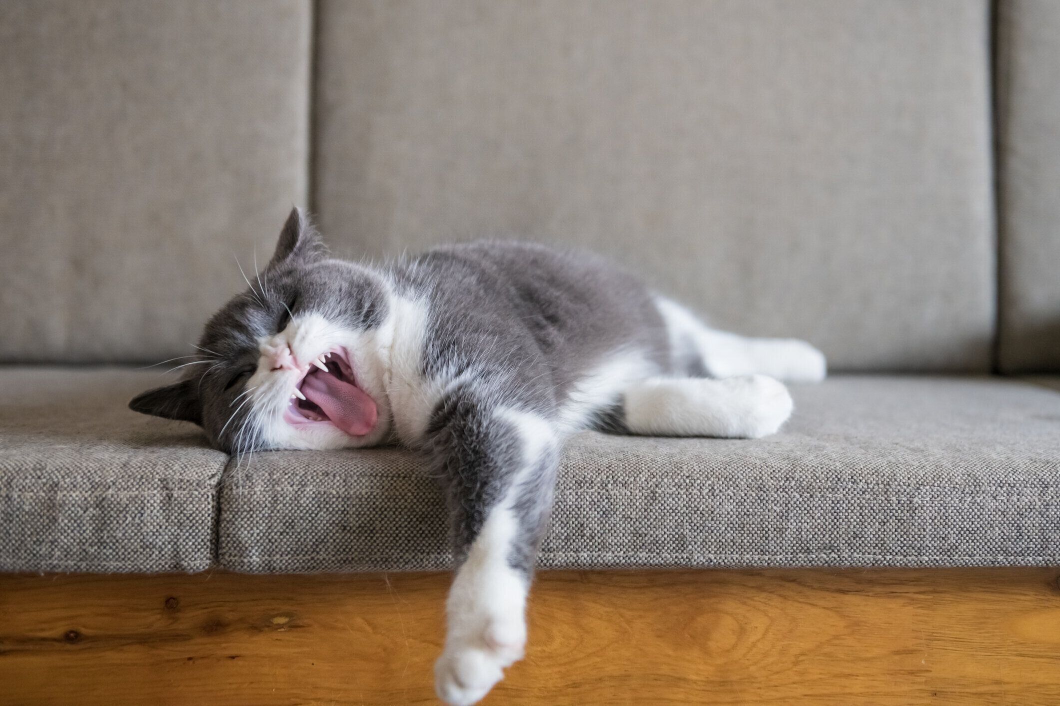 あくびをする猫