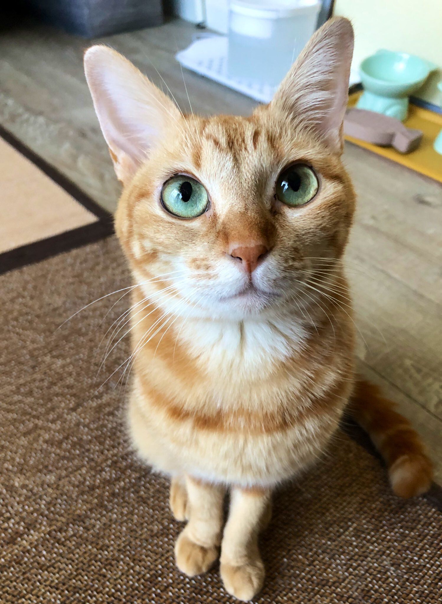 見上げる猫