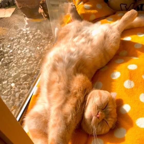 スコティッシュフォールドのコムギちゃん