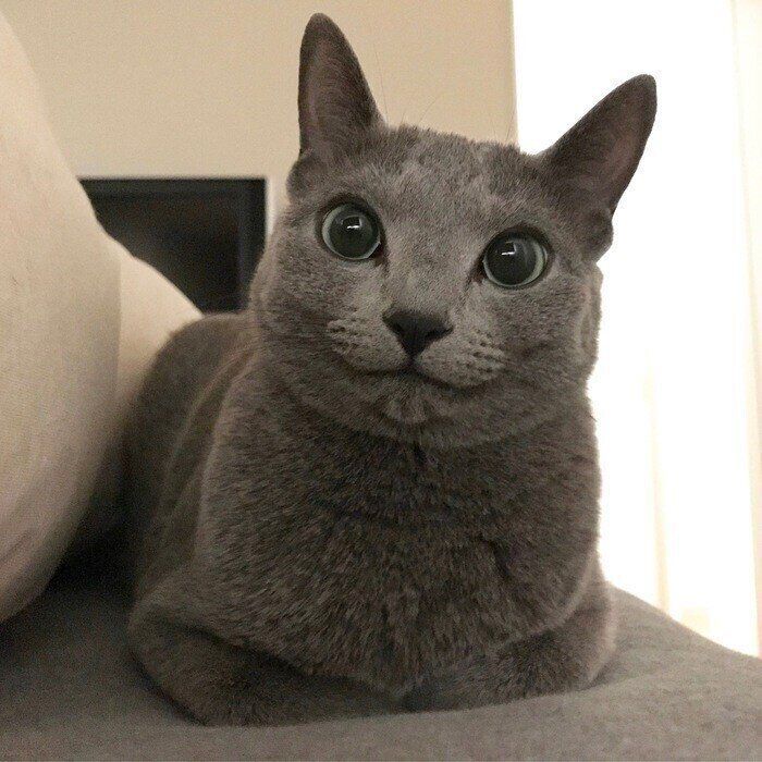 ロシアンブルー様⁂ ロシアンブルーの特徴と飼い方 可愛い画像いっぱい｜ねこのき