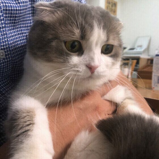 スコティッシュフォールドのくうちゃん♪