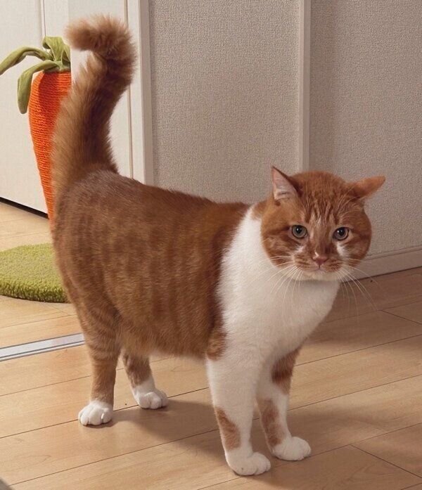 この日もしっぽが膨らむ