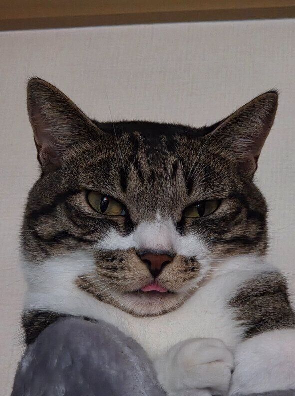 舌を出している猫