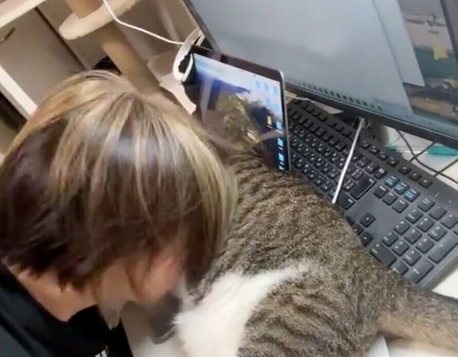 くろみつくんのおなかを“猫吸い”しているときの様子