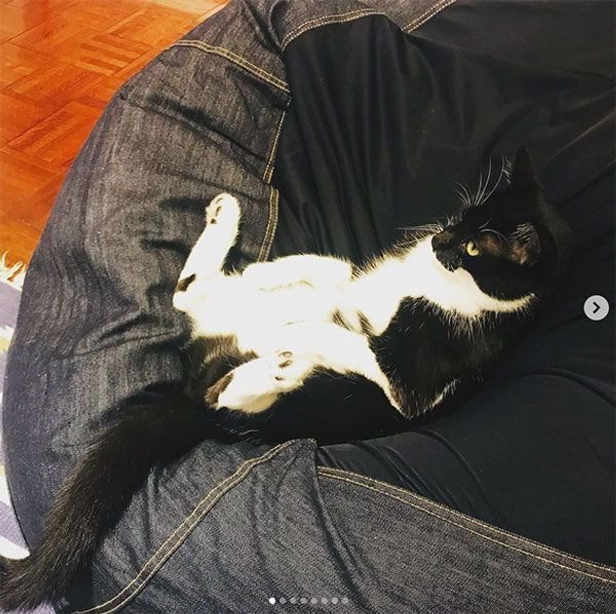 人をダメにするソファ は猫をもダメにする 猫が魅了される理由が気になる ねこのきもちweb Magazine 人をダメにするソファ は猫をもダメにする 猫が魅了される理由が気になる ねこのきもちweb Magazine