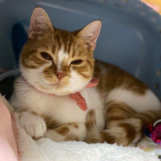 眠そうなスコティッシュフォールド