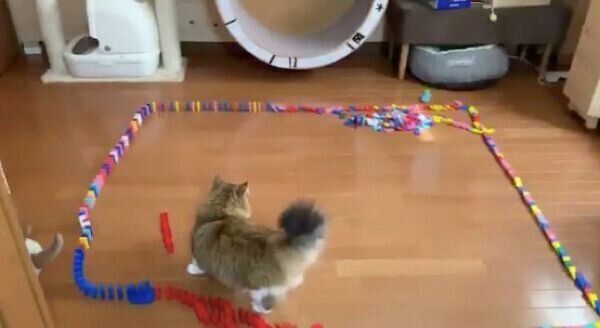 ドミノを倒してしまった秀吉くん