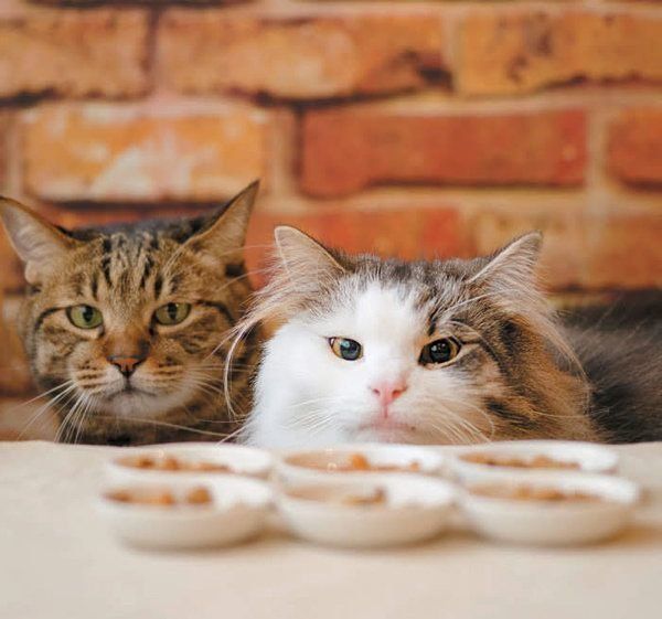 知っておきたい猫の栄養学