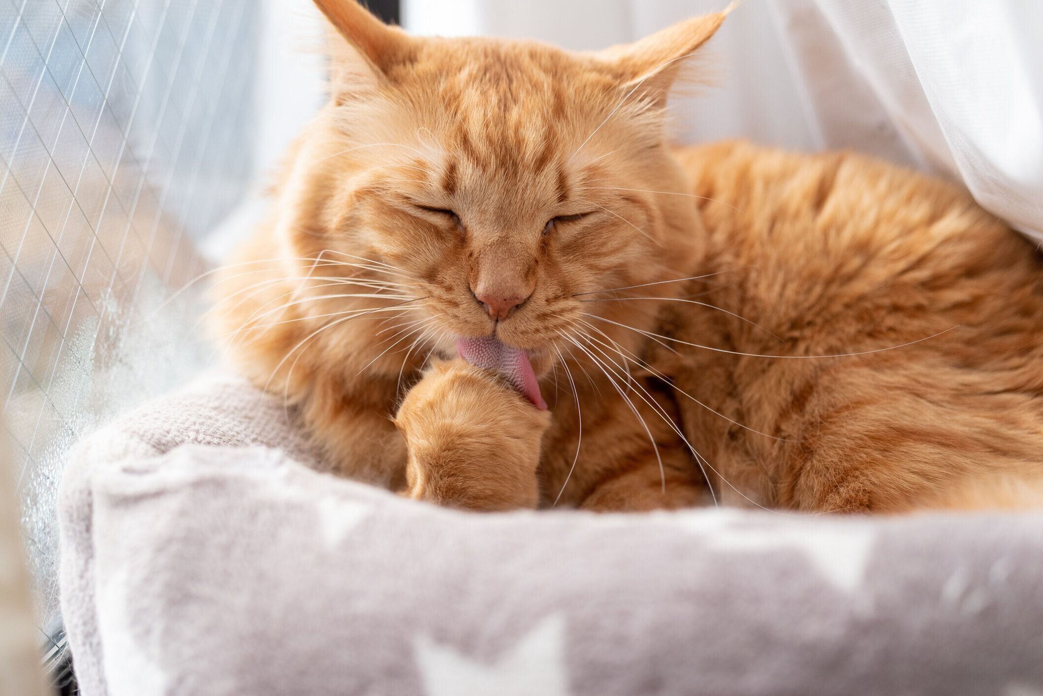 手をペロペロしている猫