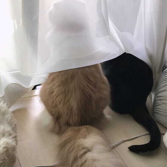 スコティッシュフォールド・ロングヘアのそらくんたち