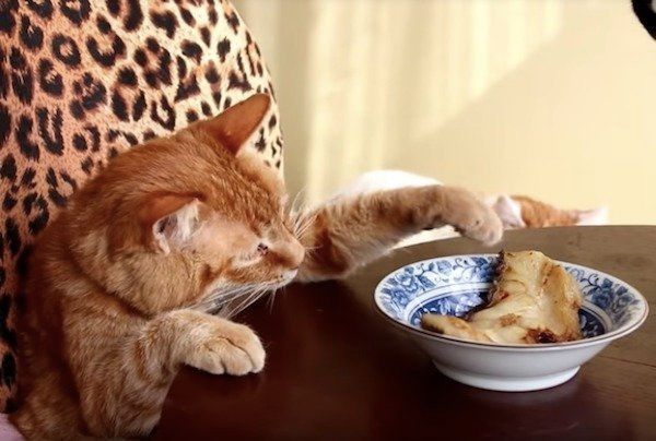 においをいただくニャンコ