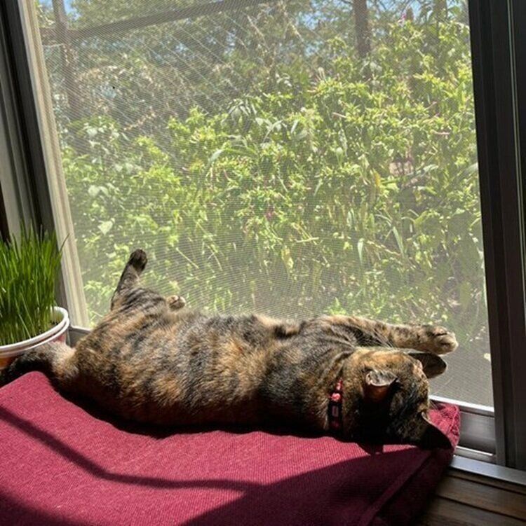 肉球を見せて寝転がるメルモちゃん