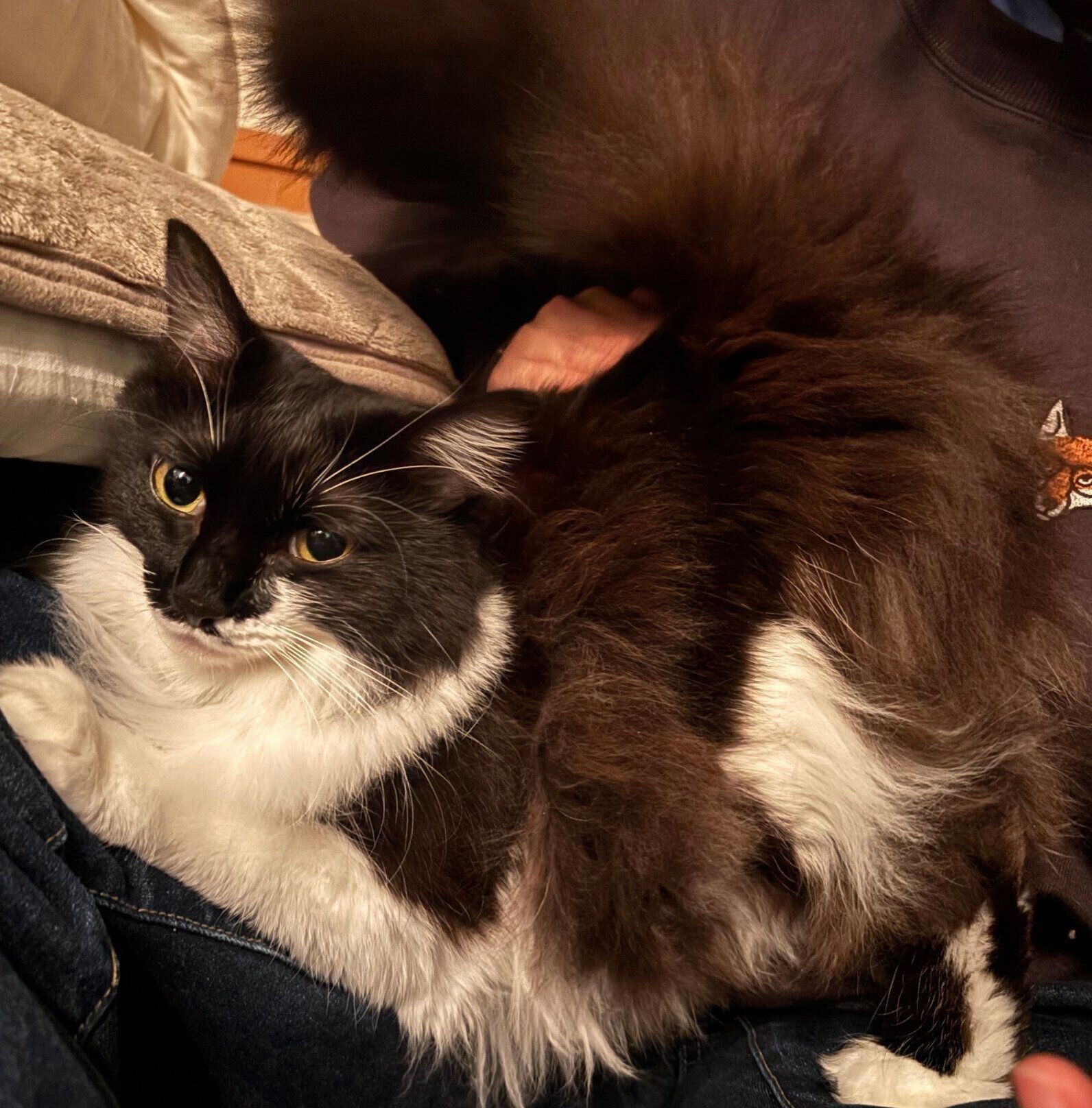 甘えるブラウニーちゃん