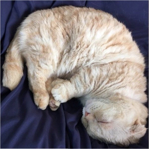 アンモニャイト