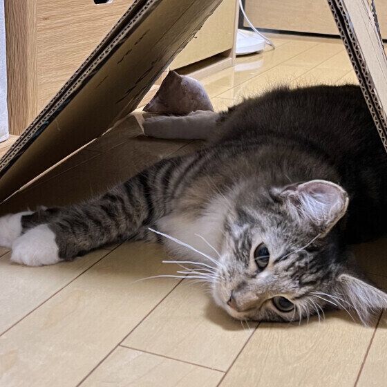 ノルウェージアンフォレストキャットのLUCAくん