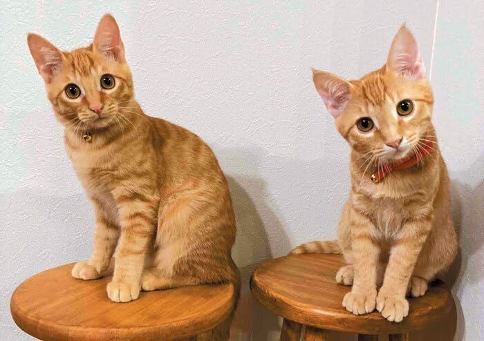 大きくなったロイくんとメルちゃん