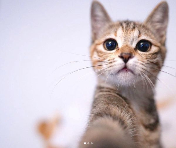 見つめるしじみちゃん