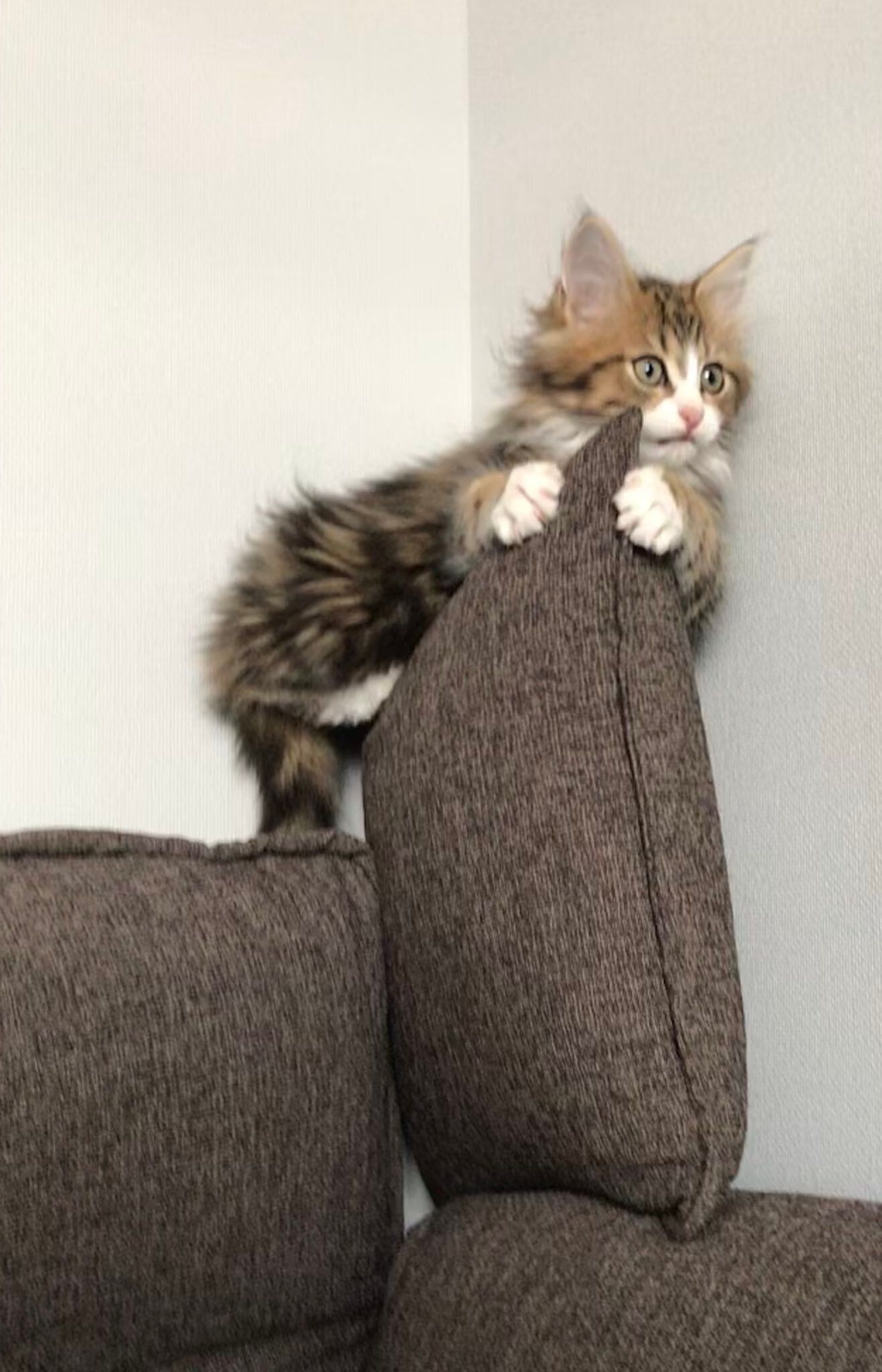 ソファに登っている子猫