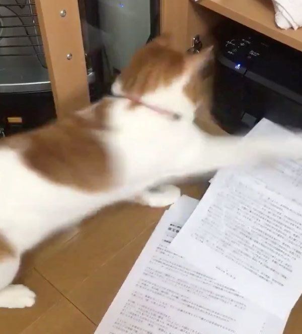 プリンターにバトルを挑む貞良ちゃん