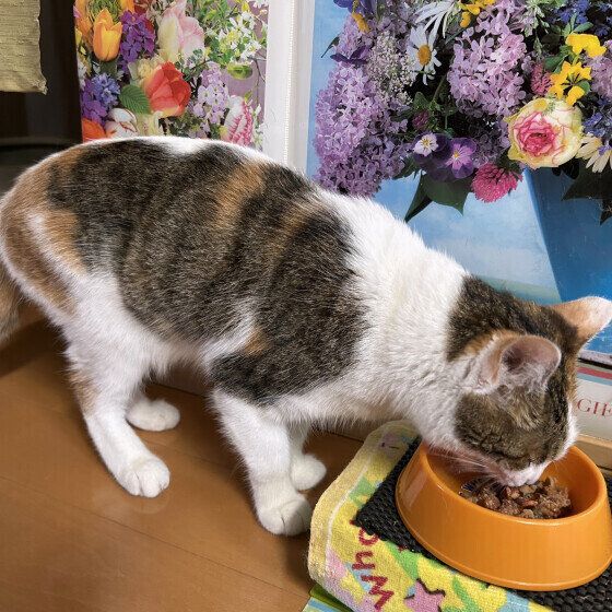 ごはんを食べるMIXミケ