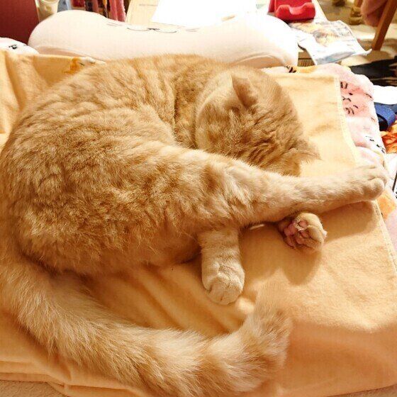 スコティッシュフォールド