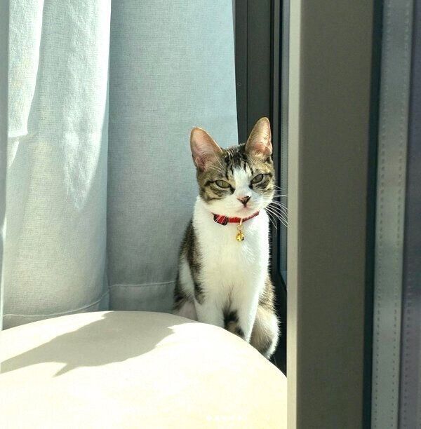 外を眺めるのが好きなふきちゃん