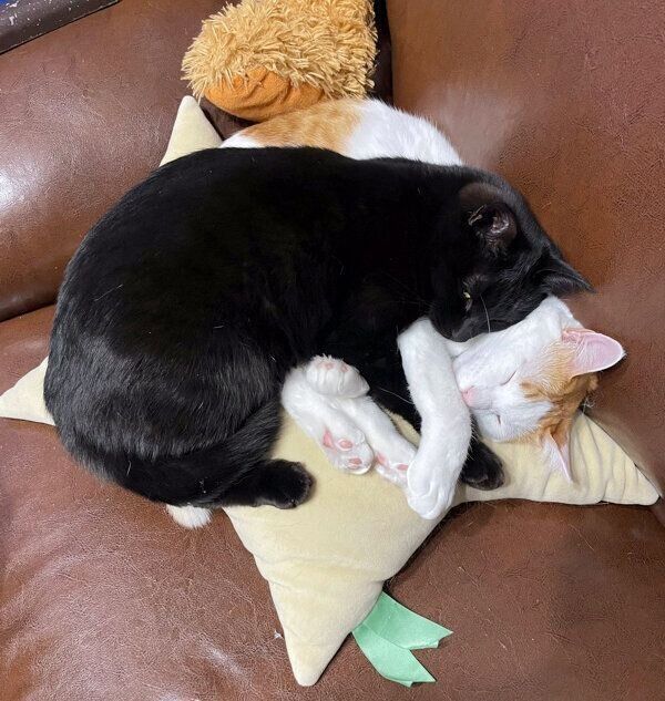 くっつくココくん、ナッツちゃん